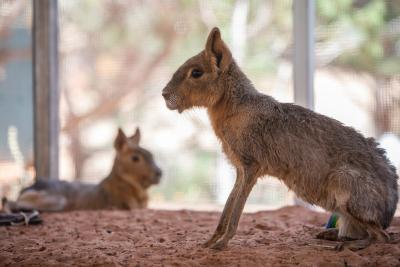 Hip and Hup the cavies at Wild Friends