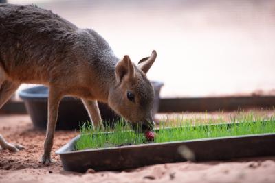 One of the cavies at Best Friends sniffing a strawberry in some fresh green grass