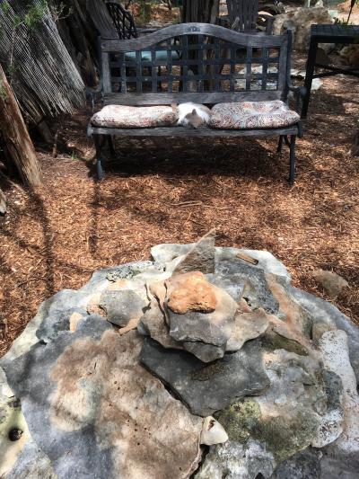 Cayenne the dog's gravesite with Stoney the cat lying on a bench next to it