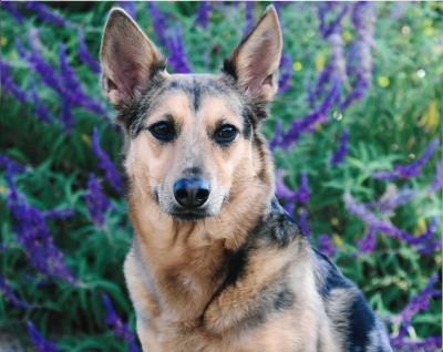 Cayenne the dog in front of some purple sage flowers