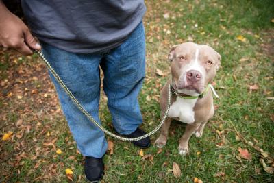 Person walking a dog outside on a leash with some leaves on the green grass