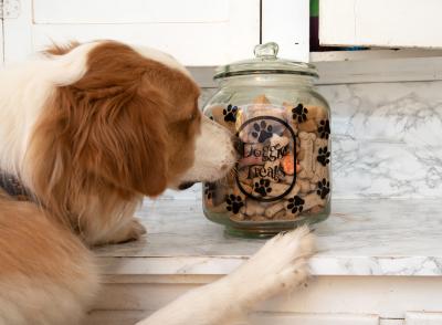 Dog with feet up on counter smelling a large jar of dog treats