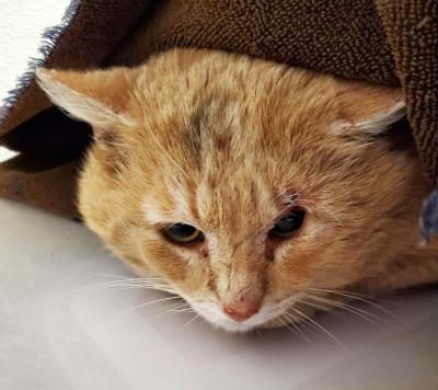 The face of an orange, big-cheeked cat with sideways ears