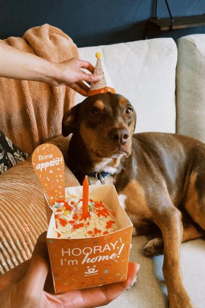 Vera the dog lying on a couch wearing a small hat and receiving an adoption celebration cake