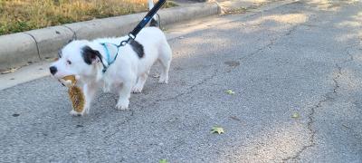 Rexie the dog outside walking on a leash with a stuffed toy in his mouth