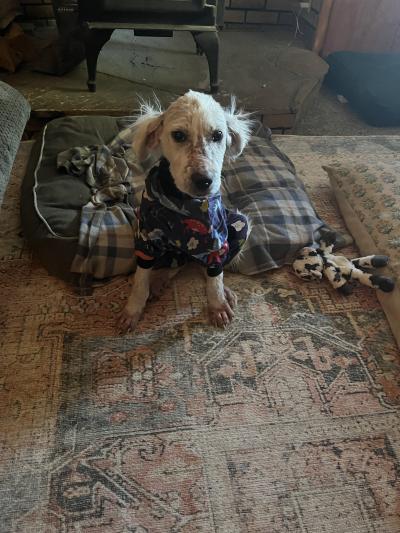 Cloudberry the puppy wearing pajamas in a living room