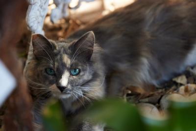 Dilute calico community cat with an ear-tip