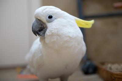 Profile of Spiderman the cockatoo