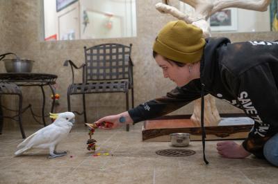 Person reaching out with a toy for Spiderman the cockatoo