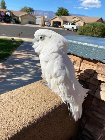 Simon the cockatoo outside standing on a ledge