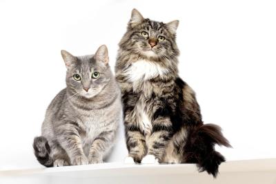 Portrait of Nigel and Franklin the cats sitting next to each other