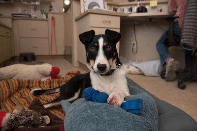 Colette the dog lying on a pillow with a person in a chair sitting behind her