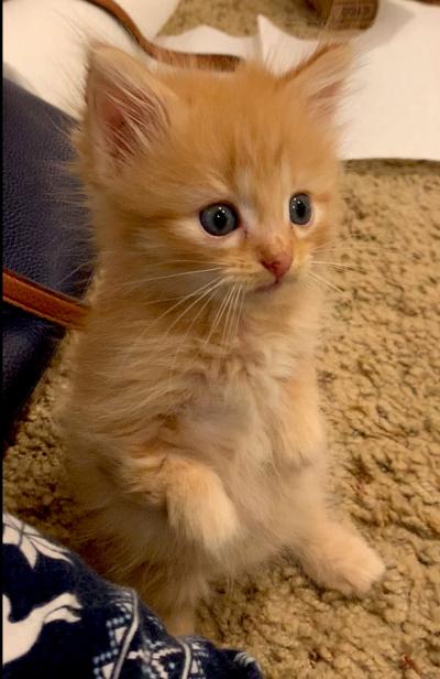 Colt the orange tabby kitten standing on his hind legs