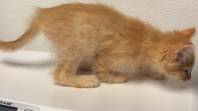 Colt the orange kitten walking on his front elbows