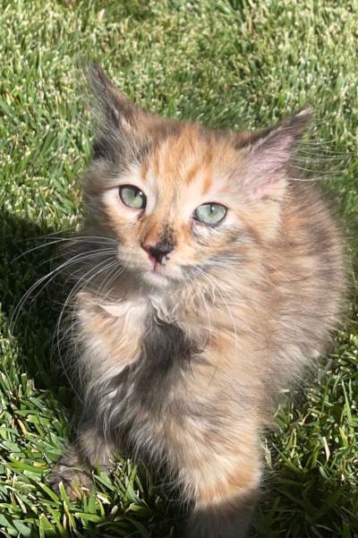 Comet the tortoiseshell kitten sitting in some green grass