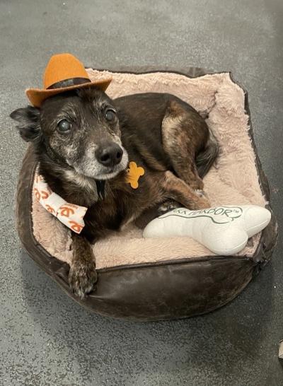 Henry the dog lying in a bed with a toy and wearing a small cowboy hat and Best Friends bandanna