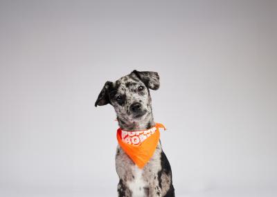 Sonny the puppy wearing an orange Puppy Bowl bandanna