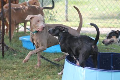 Black dog getting out of a small blue pool to play with another dog walking next to him