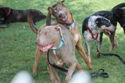 Multiple dogs in the grass outside in a play group