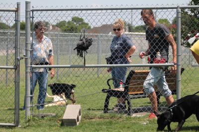 People looking through a fence into a dog play group