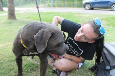 Person interacting with a large gray dog outside on some grass