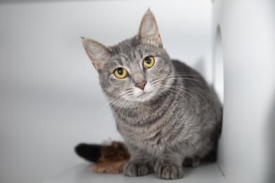 Gray tabby cat on a white background