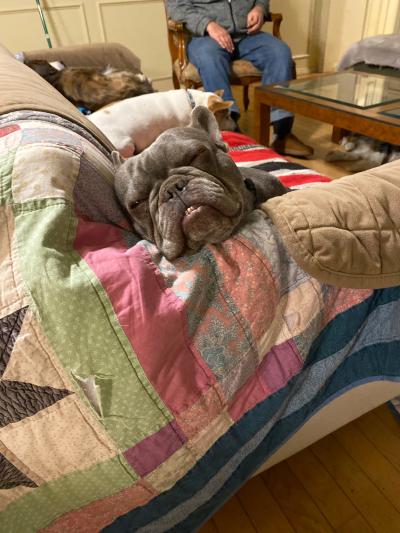 Brunswick the dog sleeping on a quilt on a couch in a home with a person in the background