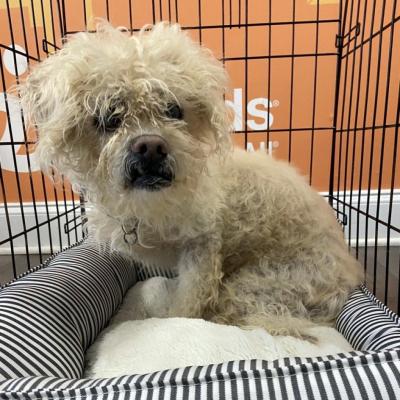 Cream Puff the dog in a wire kennel