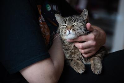 Stannis the cat on a lap with eyes closed in bliss