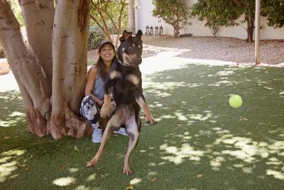 Diana Ross the dog jumping in the air after a toy ball thrown by a person