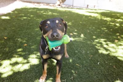 Diana Ross the dog holding a green toy in her mouth