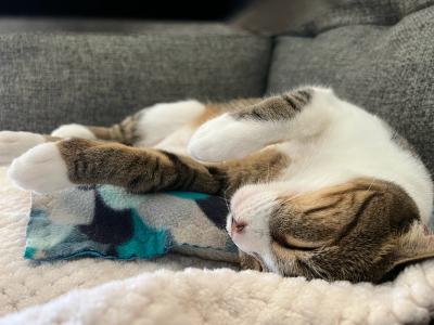 Dixon the cat lying peacefully upside-down