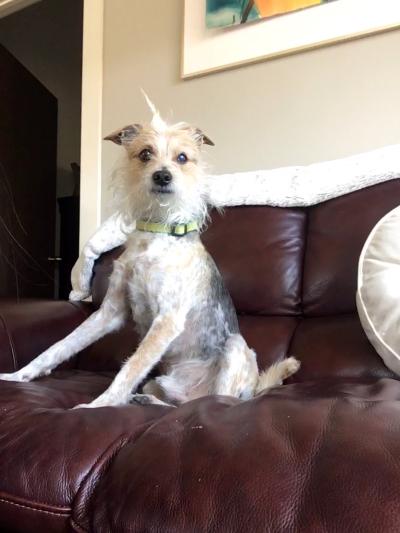 Hutch the dog sitting on the couch, without his cast