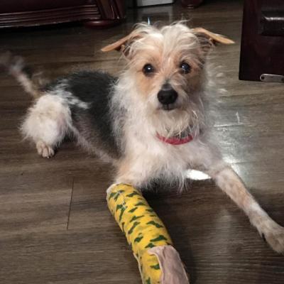 Hatch the dog, lying on the floor, wearing his cast