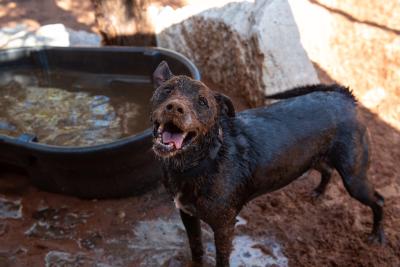 Blue the dog all muddy and smiling