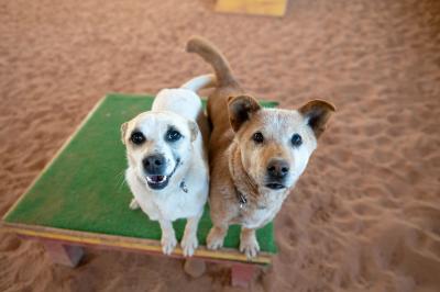 Butterfly and Dorian the dogs sitting next to each other on a green agility stand