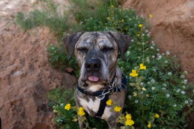 Calias the dog in a patch of greenery and flowers, with his eyes closed and tongue out