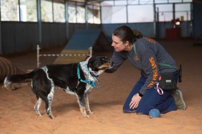 Person kneeling in front of Cash the dog in an agility setting while petting the top of his head