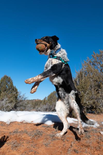 Cash the dog jumping up in the air and catching a ball with a blue sky in the background