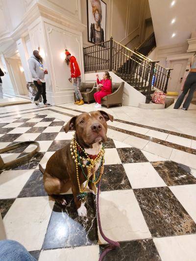 Dandelion wearing Mardi Gras beads given to her by the Krewe of Barkus