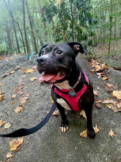 Frannie the dog on a walk outside on a red harness