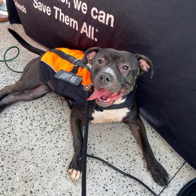 Frannie the dog lying down in front of a Best Friends table cover wearing an 'Adopt Me' vest