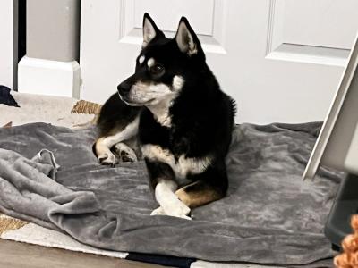 Hazel the dog lying on her blanket