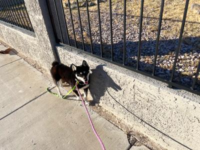 Hazel the dog walking outside on a leash