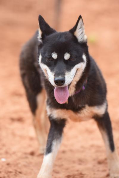 Hazel the dog outside in the sand at Best Friends Animal Sanctuary