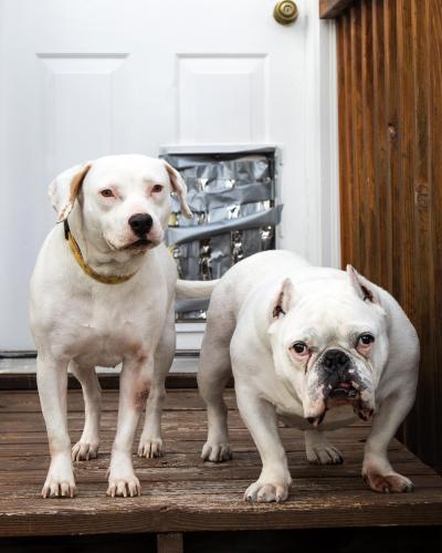 Honey and Hambone the dogs standing next to each other