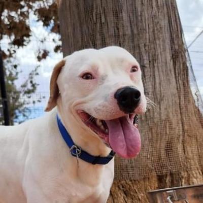 Honey the dog in front of a tree with her tongue out