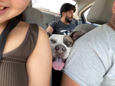 Hulk the dog pushing his face between the two front seats of a vehicle