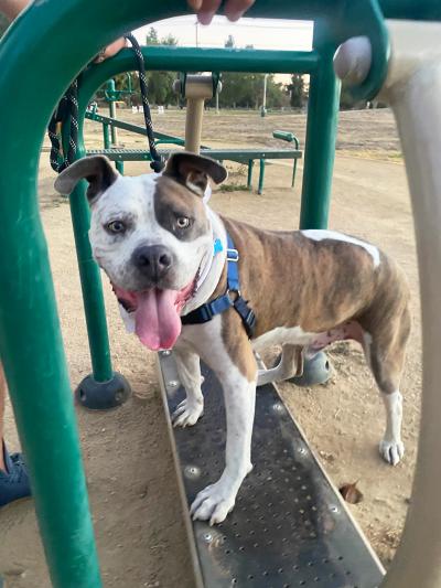 Hulk the dog standing on some exercise equipment