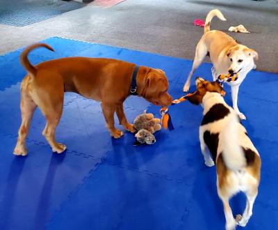 Jake and two other dogs playing with a tug toy together